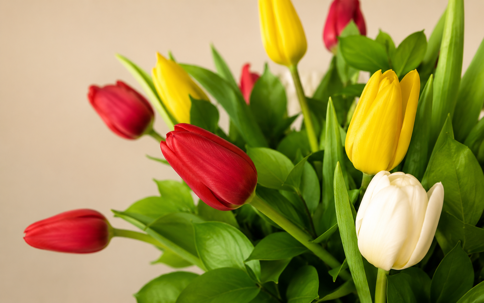 Jarrón de 15 Tulipanes