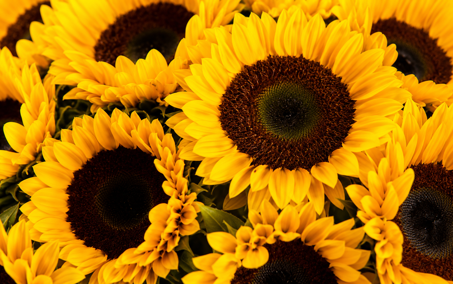 Canasta con 50 Girasoles