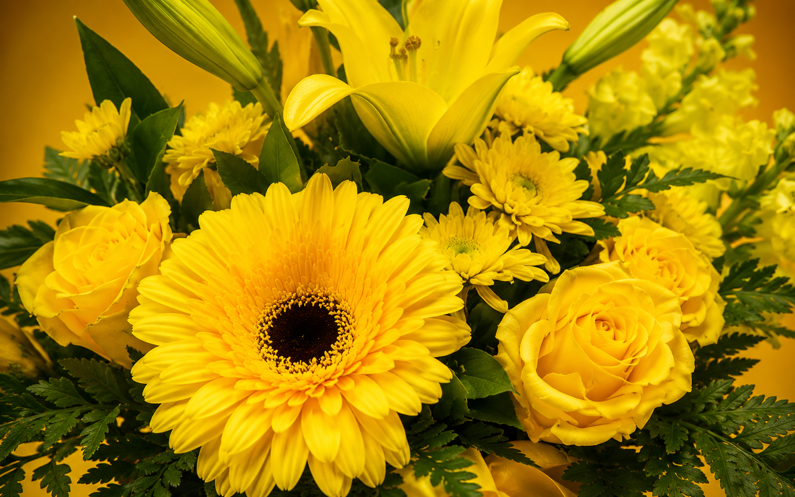 Caja de gerbera armonía