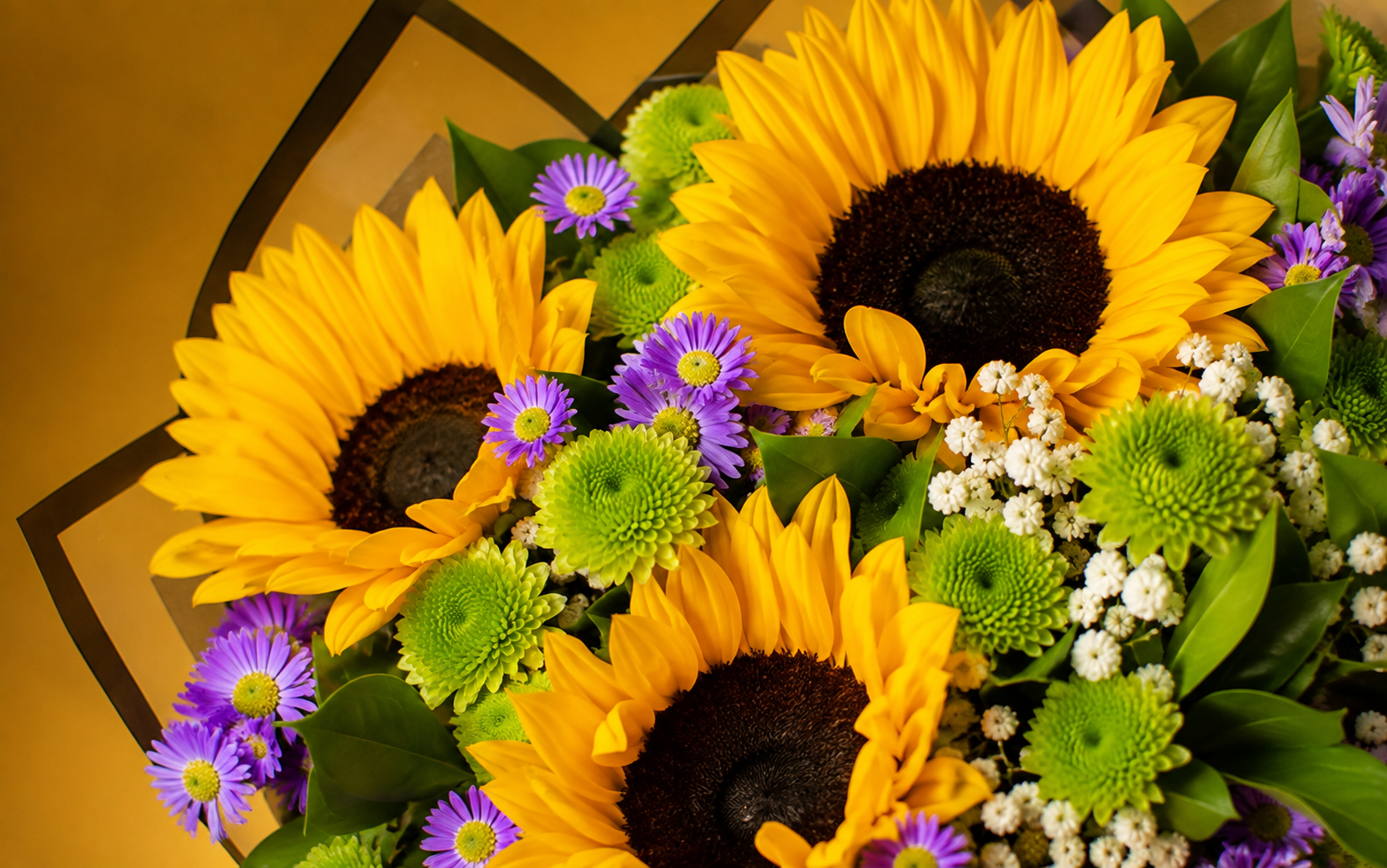 Ramo Girasoles, Montecasino y Yoko