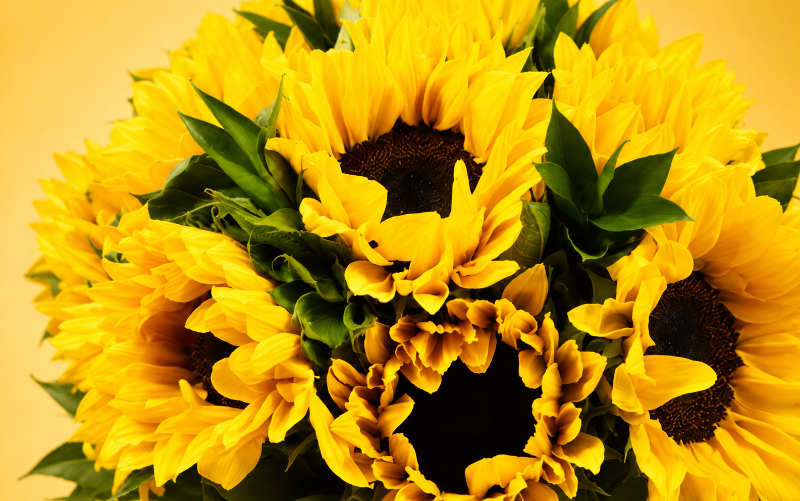 Jarrón con 15 Girasoles