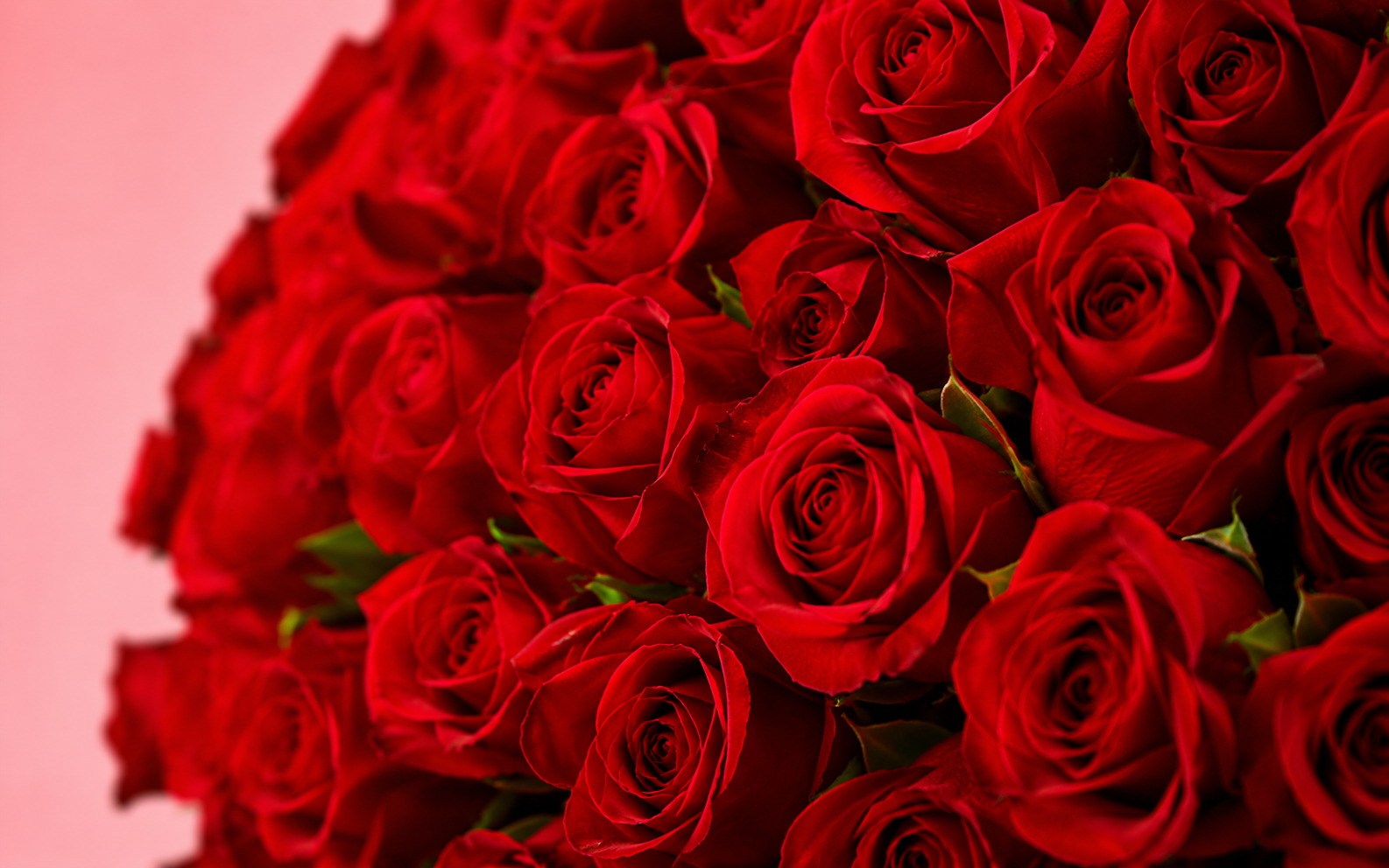 Corazón Gigante de 700 Rosas Rojas