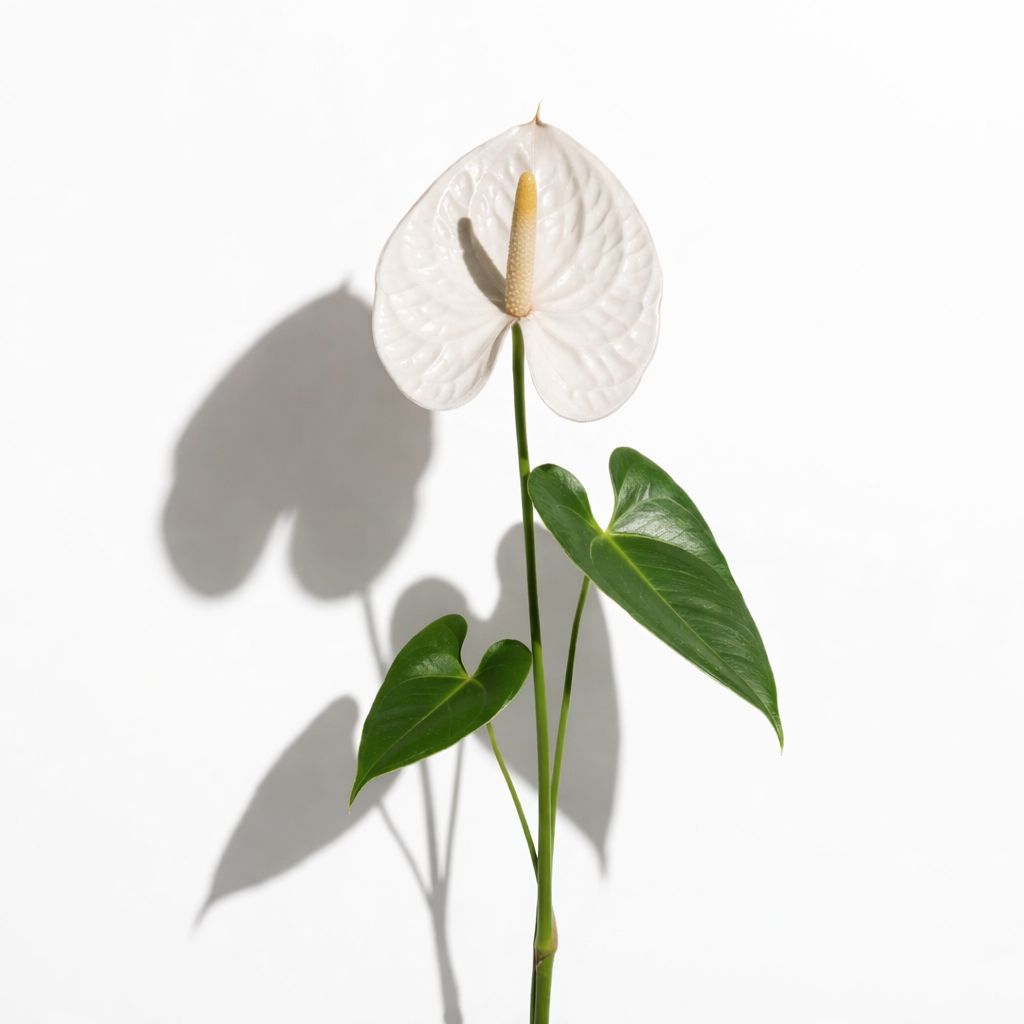 Anthurio blanco