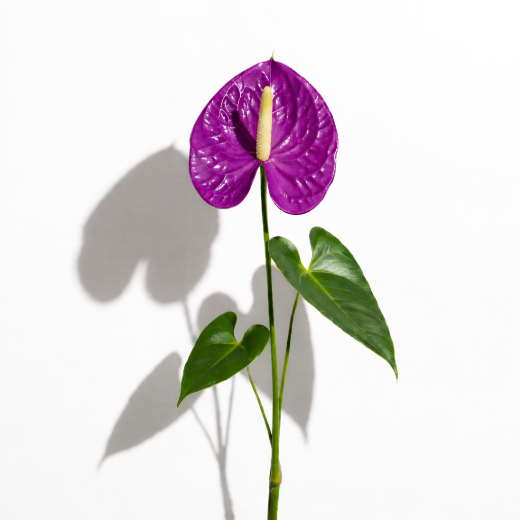 Anthurio morado